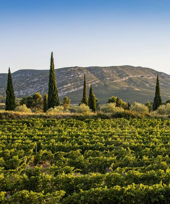 vignes et Montagne d'Alaric