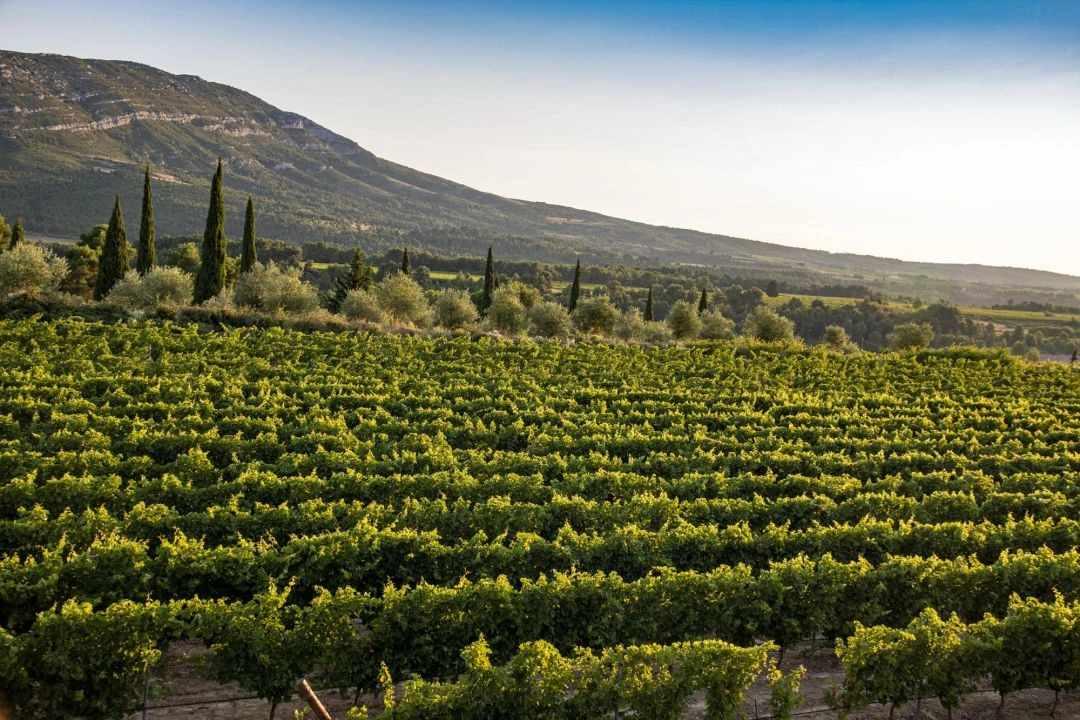 Vue sur les vignes du Ch&acirc;teau Cic&eacute;ron