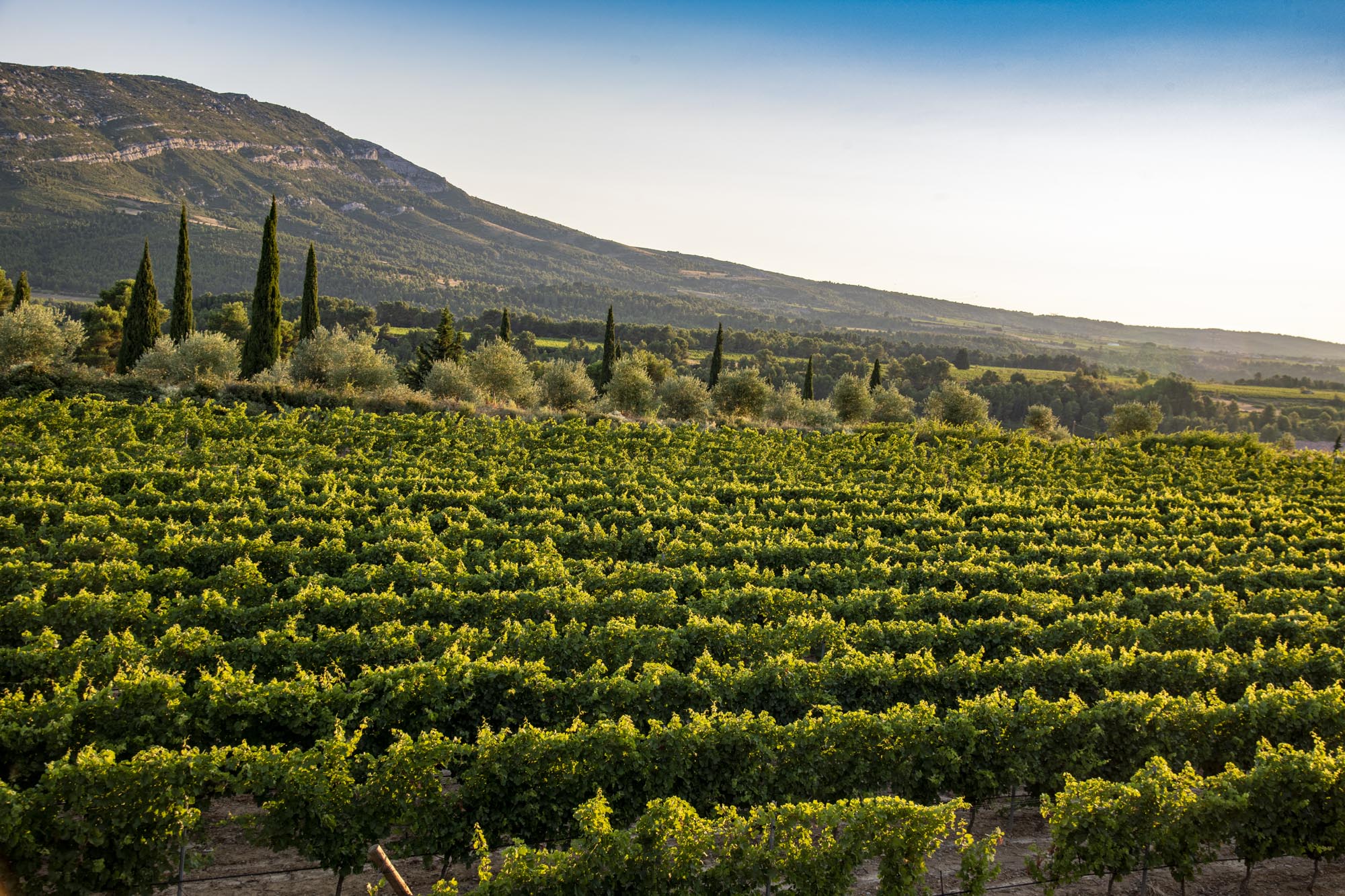 Vue sur les vignes du Ch&acirc;teau Cic&eacute;ron