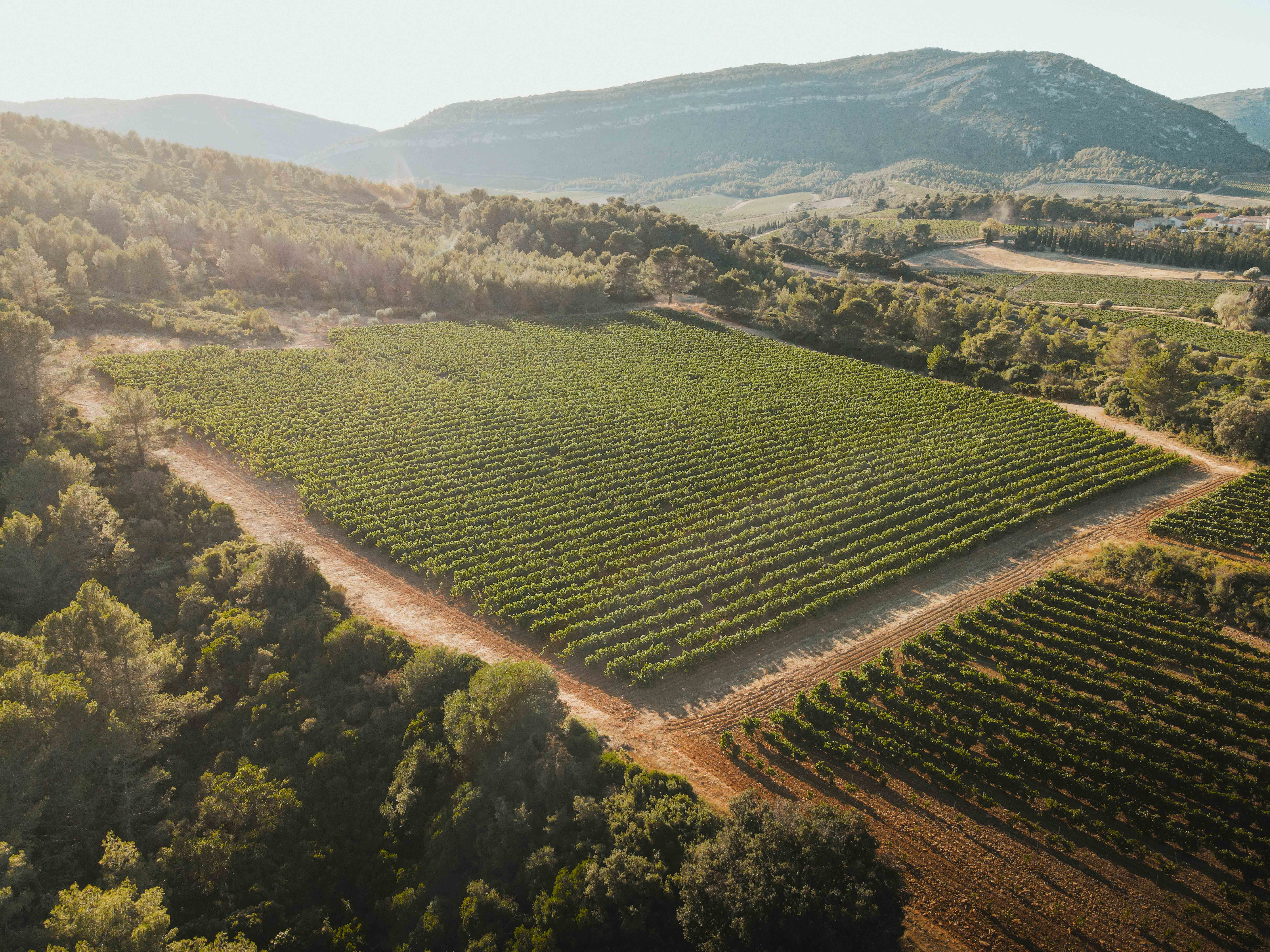 Le travail &agrave; la vigne
